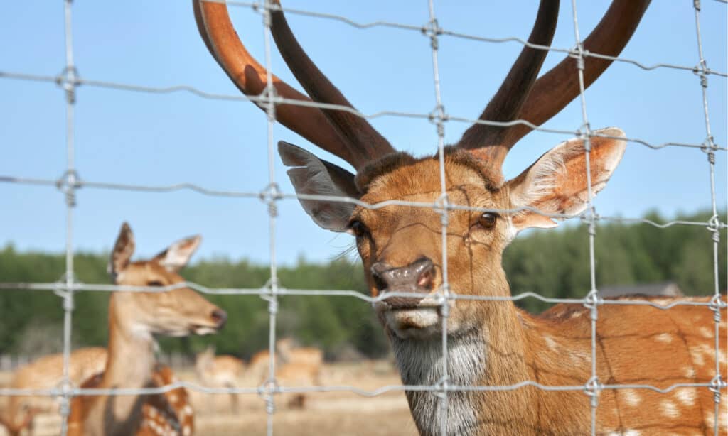 Tenax Deer Control Fence