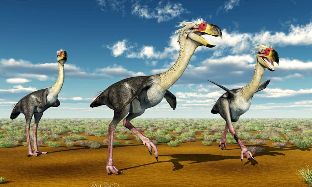 prehistoric terror birds