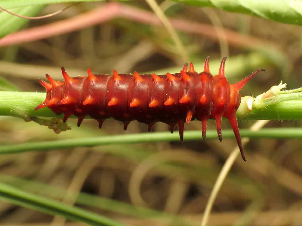 Pipevine Swallowtail Caterpillar