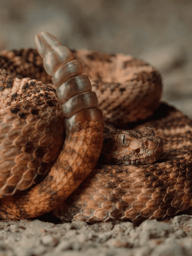The Deadly Secret of Tiger Rattlesnakes Cover Image