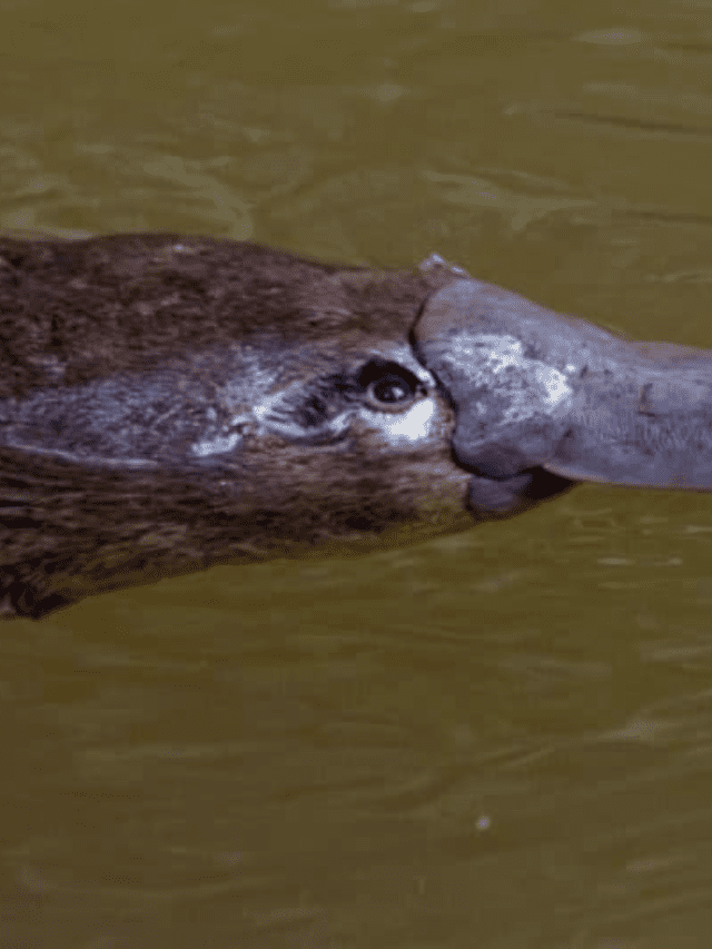 Meet the World’s 10 Most Venomous Mammals - AZ Animals