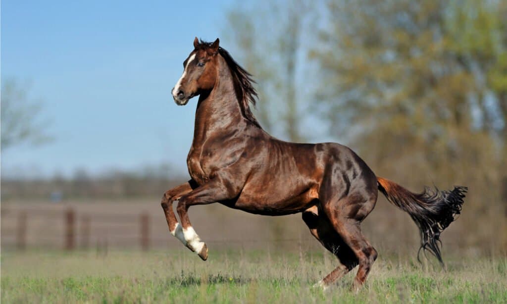 English thoroughbred horse jumping on the beautiful background of the field.