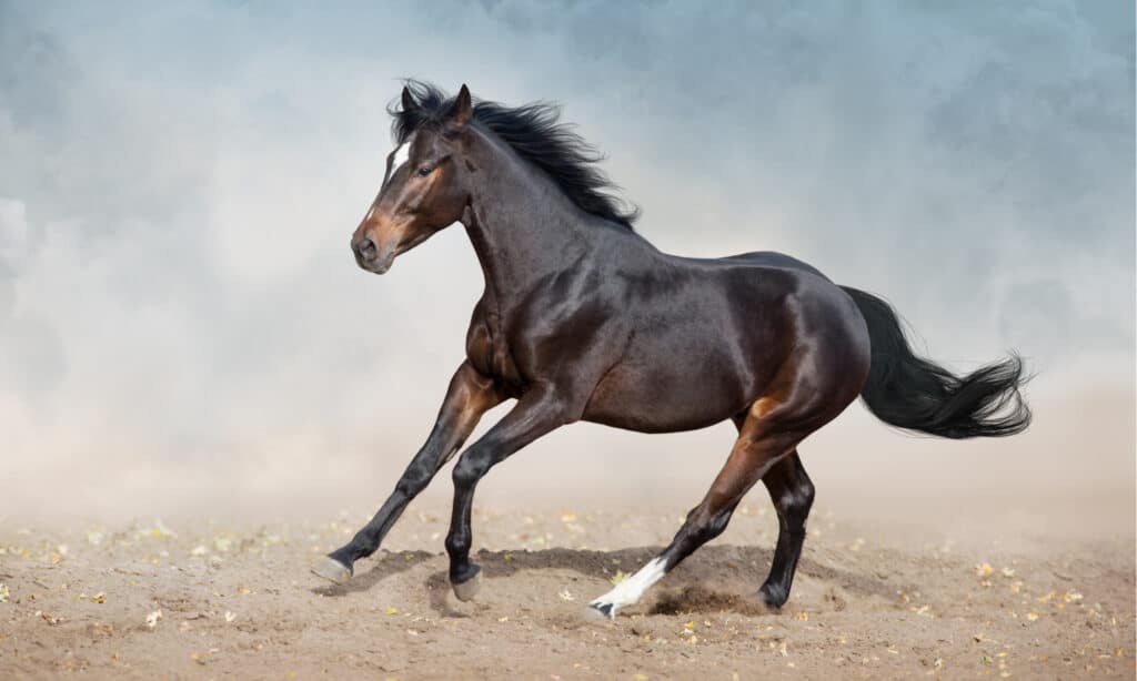 Bay horse run on desert dust.