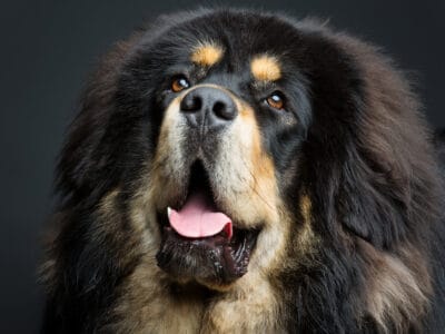 A 5 Incredible Dogs That Were Bred to Hunt Bears