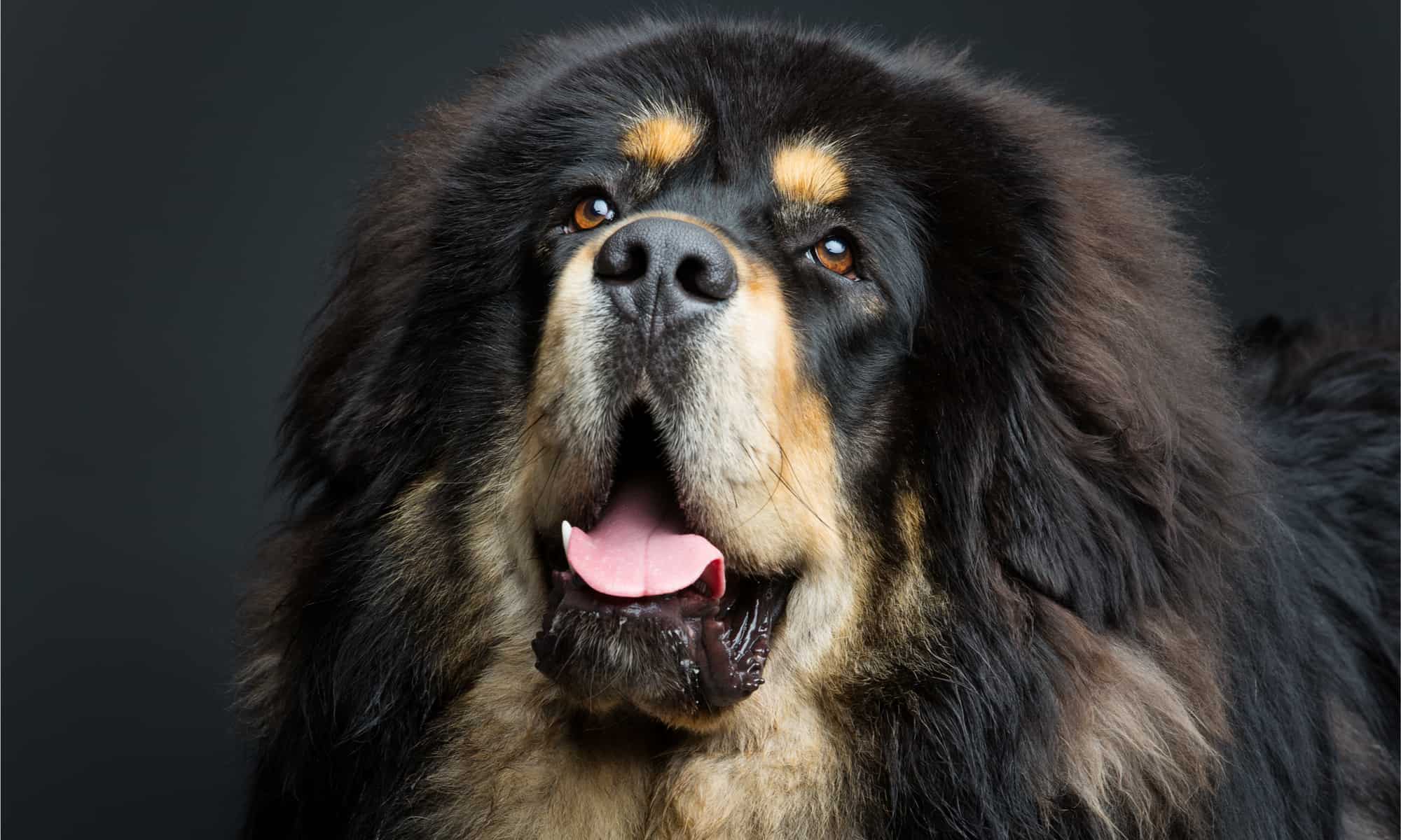 Head shot of a Tibetan Mastiff on a black background