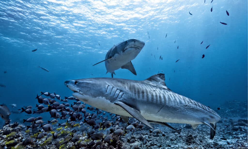 Tiger shark swimming on reef.