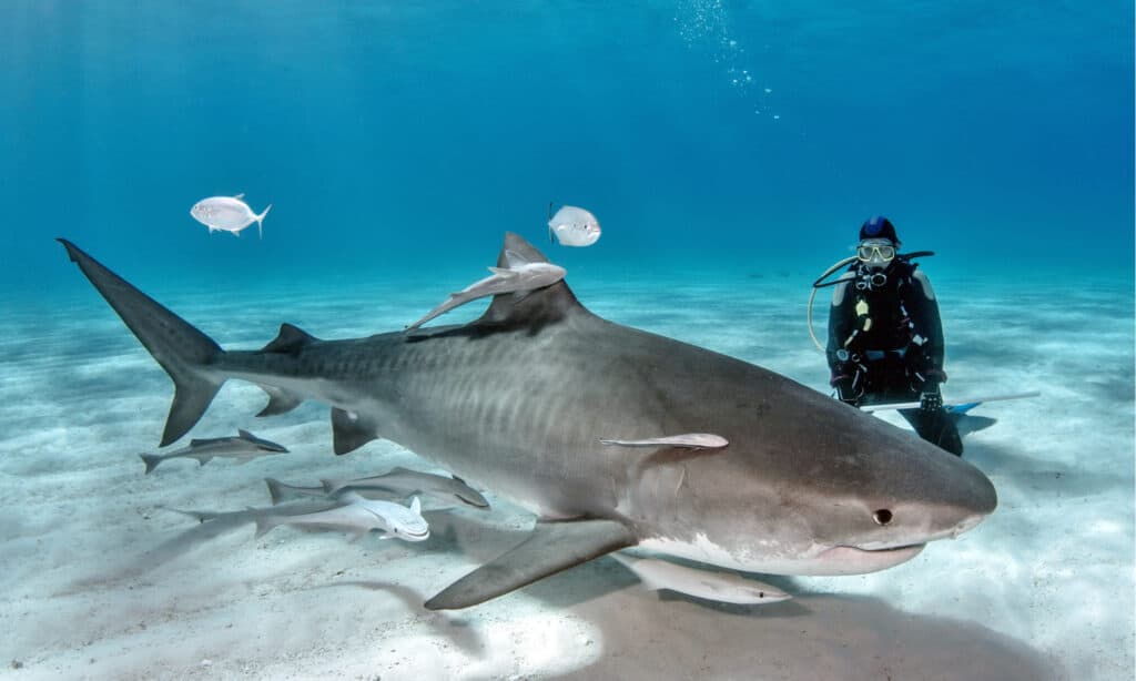 Lady Diver with Tiger Shark