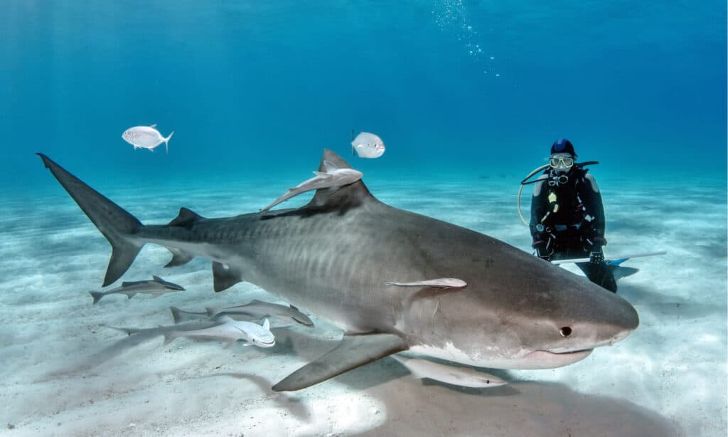 Tiger Shark With Diver 1024x614 