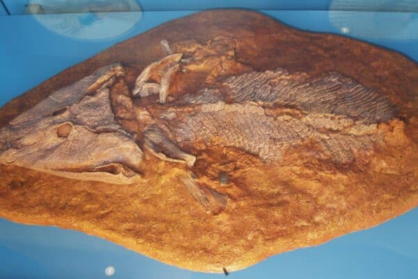 The fossil of a Tiktaalik. The Tiktaalik had arm-like skeletal structures on its fore fins that resembled those of a crocodile.