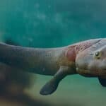 Tiktaalik, extinct transitional species between fish and legged animals from the Late Devonian Period.