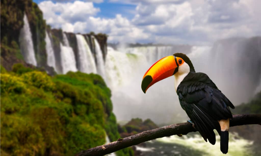 Toucan on the background of Iguazu Falls, Brazil.