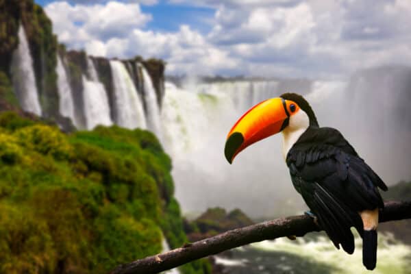 Toucan on the background of Iguazu Falls, Brazil.