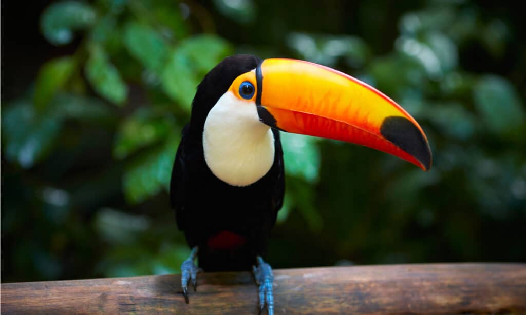 Toucan on the branch in tropical forest of Brazil.