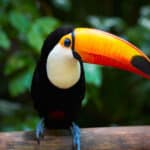 Toucan on the branch in tropical forest of Brazil.