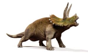 What Does a Triceratops Eat? Picture