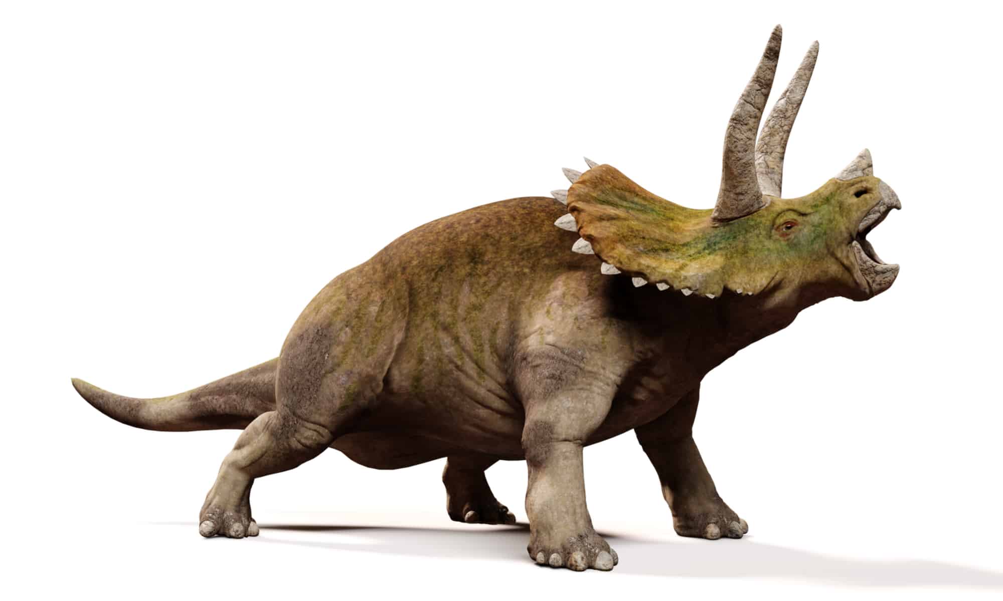 Triceratops horridus, screaming dinosaur isolated with shadow on white background (3d illustration)