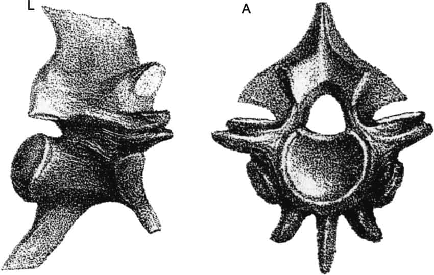 laophis crotaloides 