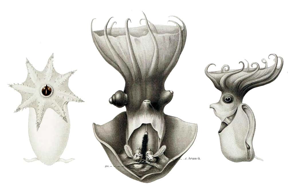 Vampyroteuthis infernalis, 1910from Thiele in Chun, C. 1910. Die Cephalopoden. Author: Ewald Rübsamen