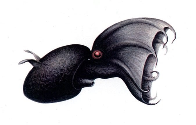 A Vampire Squid (Vampyroteuthis infernalis) drawn by Carl Chun, 1911
