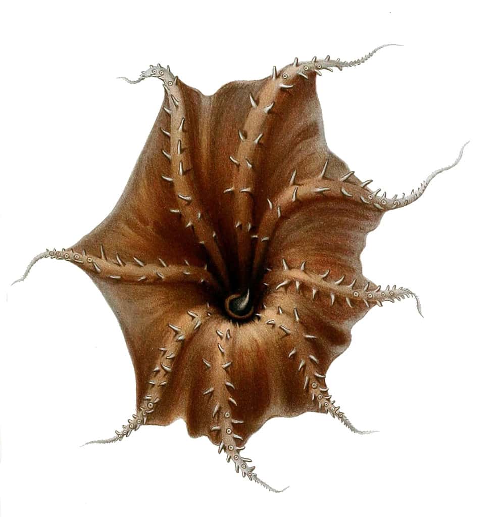 Vampyroteuthis infernalis arms