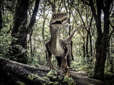 A Discover the Biggest Velociraptor Ever Found 