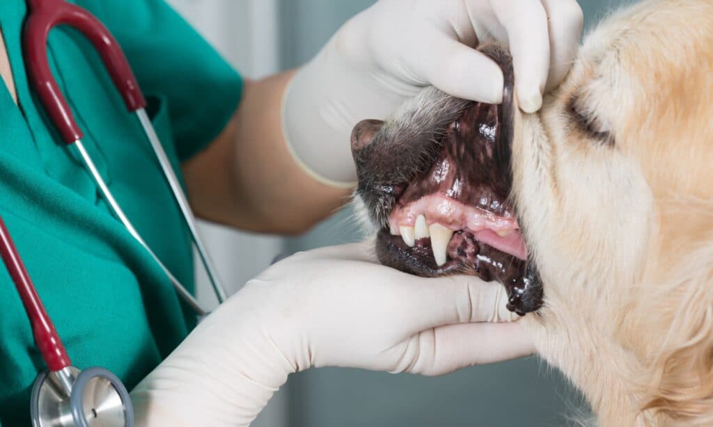 does petplan cover dental treatment for dogs