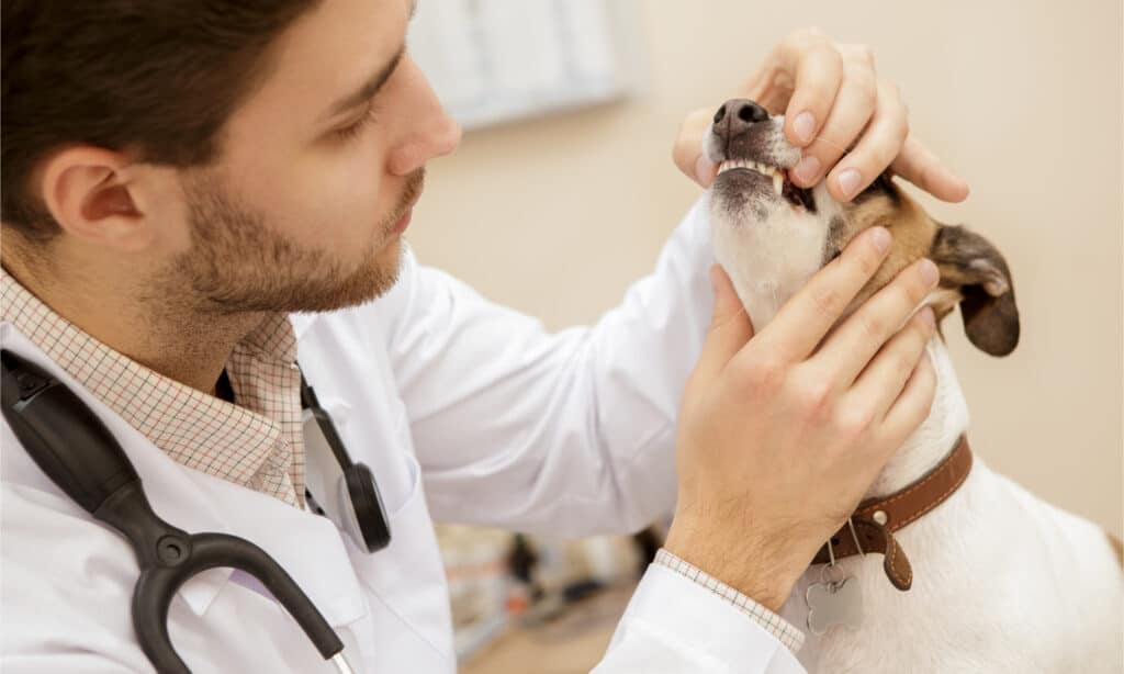 Vet examining a Jack Russell Terriers teeth