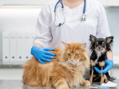 A Prudent Pet Pet Insurance Review: Pros, Cons,  and Coverage