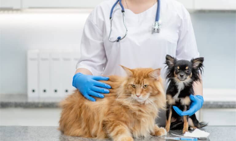 Vet wearing blue gloves with longhaired cat and longhaired chihuahua