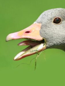 Goose Teeth: Everything You Need to Know! Picture