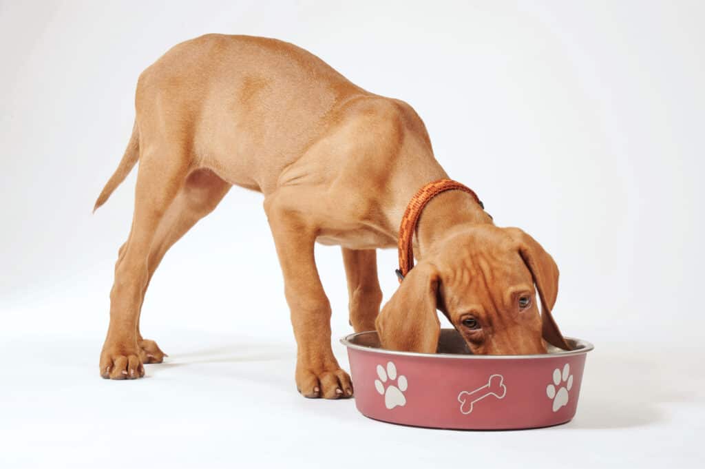 A tan puppy wearing an oversized collar of gold and rust, with its muzzle in a mauve-colored bowl with cream accents of dog paws and bones, on white background. 
