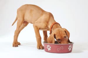 Can Your Dog Eat Lima Beans? 3 Things To Know First Picture