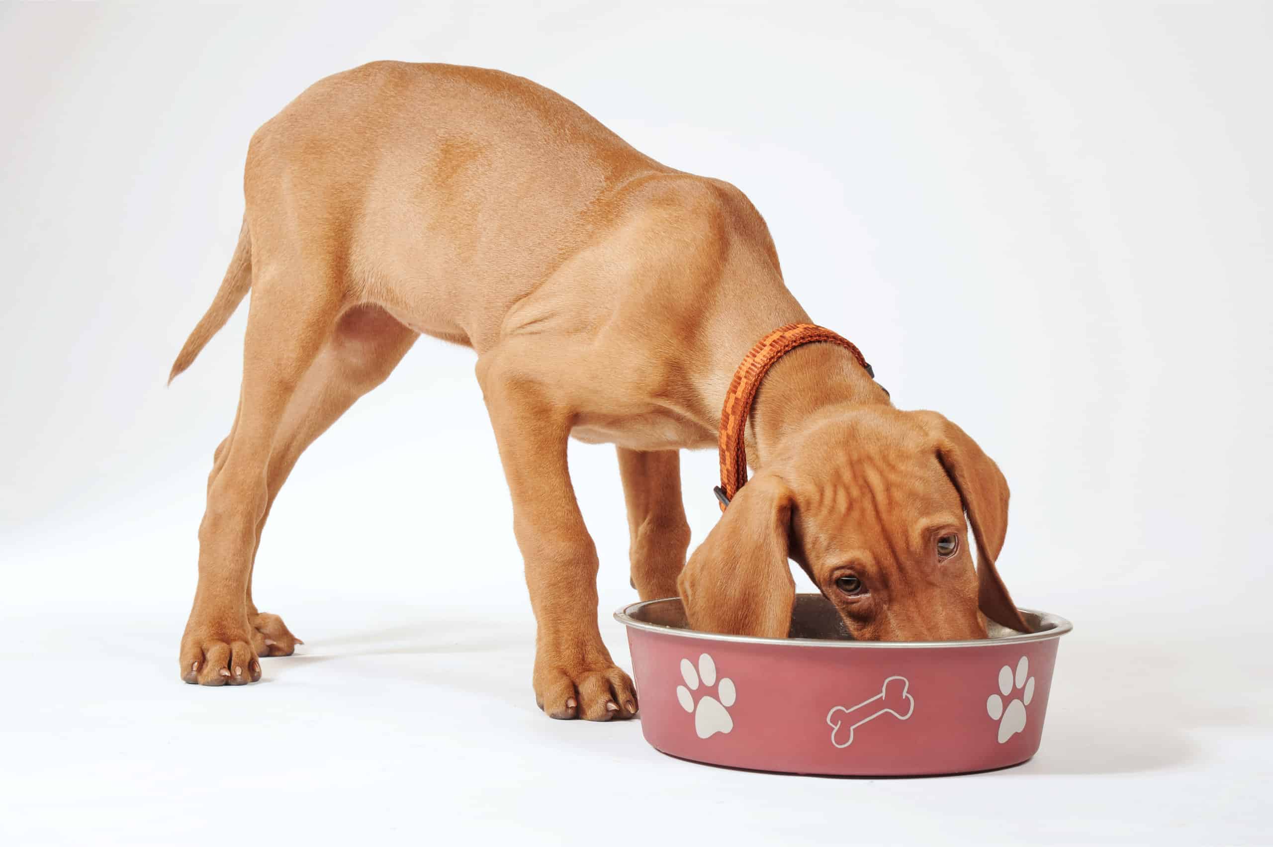 are garbanzo beans safe for dogs