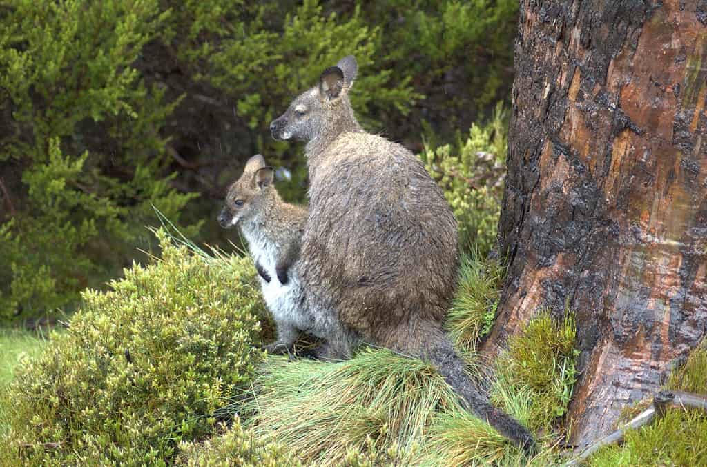 A mother and son wallabies in the w:Cradle Mountain area of w:Tasmania. Tasmania's w:climate makes all its creatures furrier than their cousins in mainland w:Australia