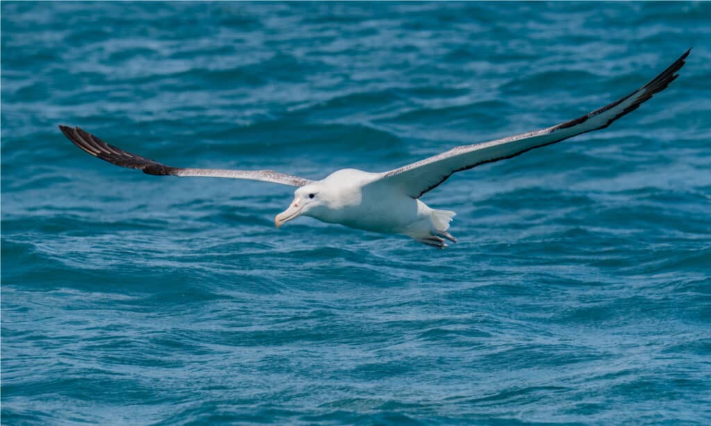 A Beautiful Wandering Albatross soaring off the coast of New Zealand.The bird id in flight, its wings spread. It is flying toward the bottom left frame. The bird is mostly white , with black wing tips. The water in the background is deep blue. 