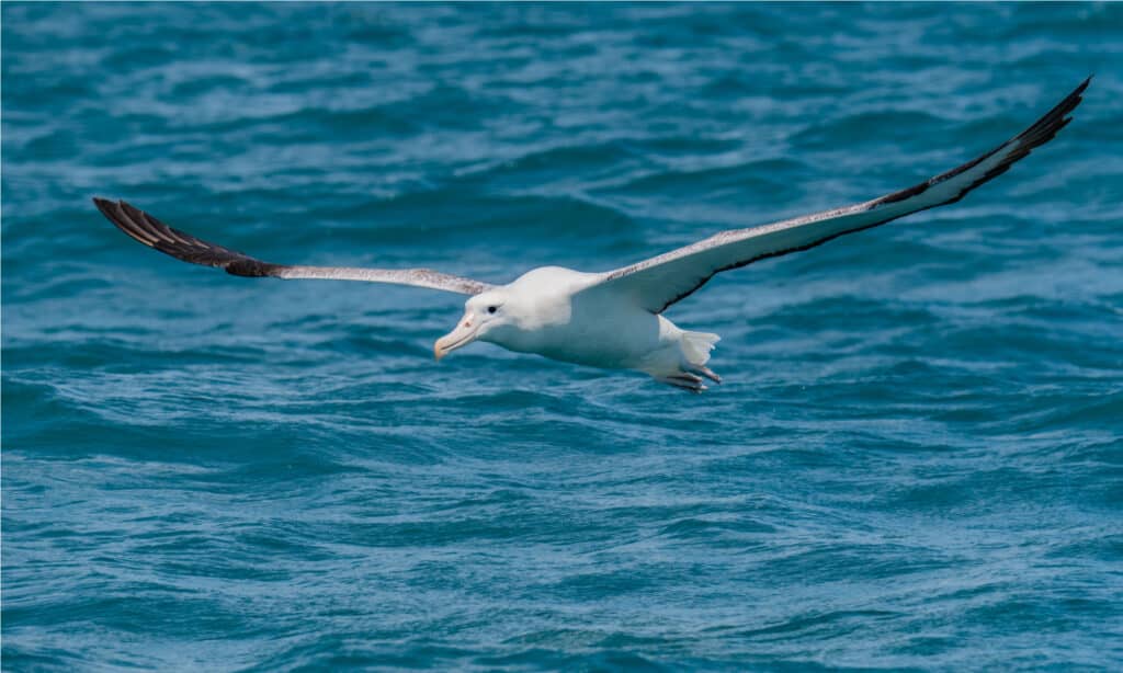 A Beautiful Wandering Albatross soaring off the coast of New Zealand.