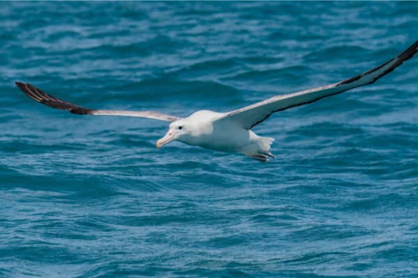 A Beautiful Wandering Albatross soaring off the coast of New Zealand.