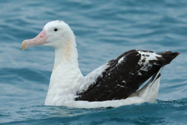 A Wandering Albatross (Diomedea exulans) on the South Pacific Ocean, off Kaikoura, South Island, New Zealand.