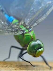 Do You Want To Know What Dragonflies Eat? Picture