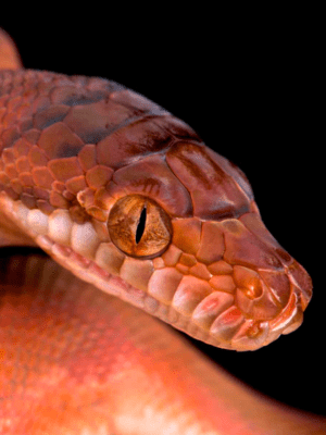 Amethystine Python (Scrub Python) - A-Z Animals