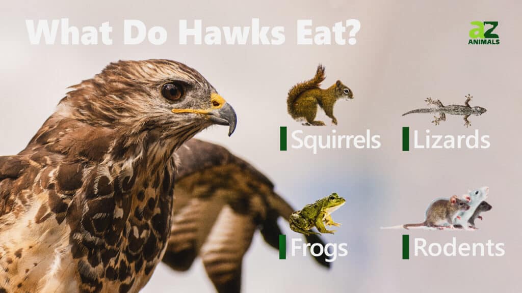 what do eagles eat