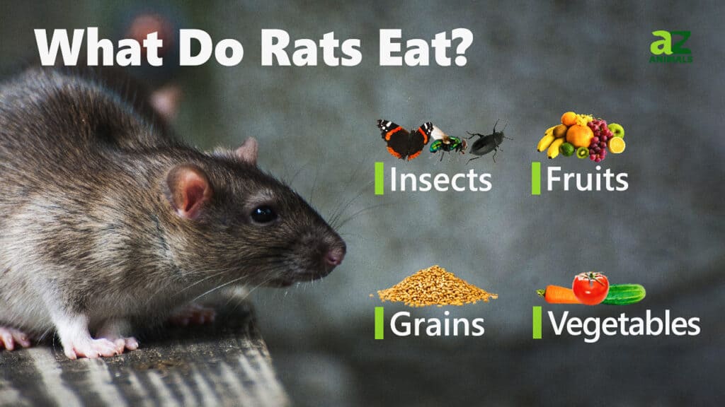 Rat Animal Facts | Rattus rattus - A-Z Animals