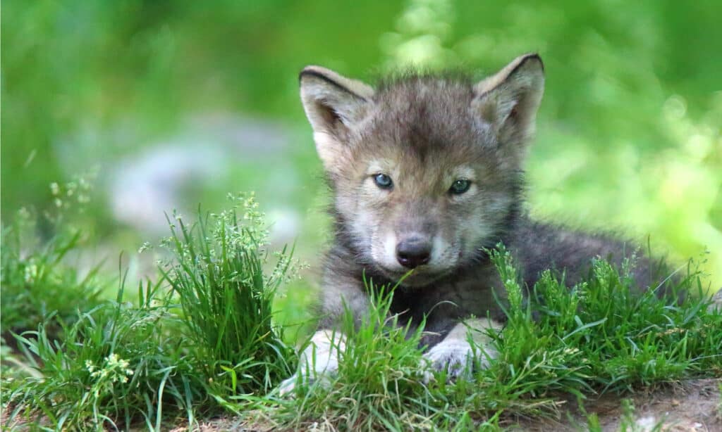 Grey Wolf pup in spring, lying in grass.