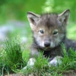 Grey Wolf pup in spring, lying in grass.