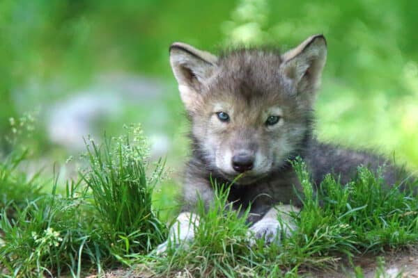 Grey Wolf pup in spring, lying in grass.