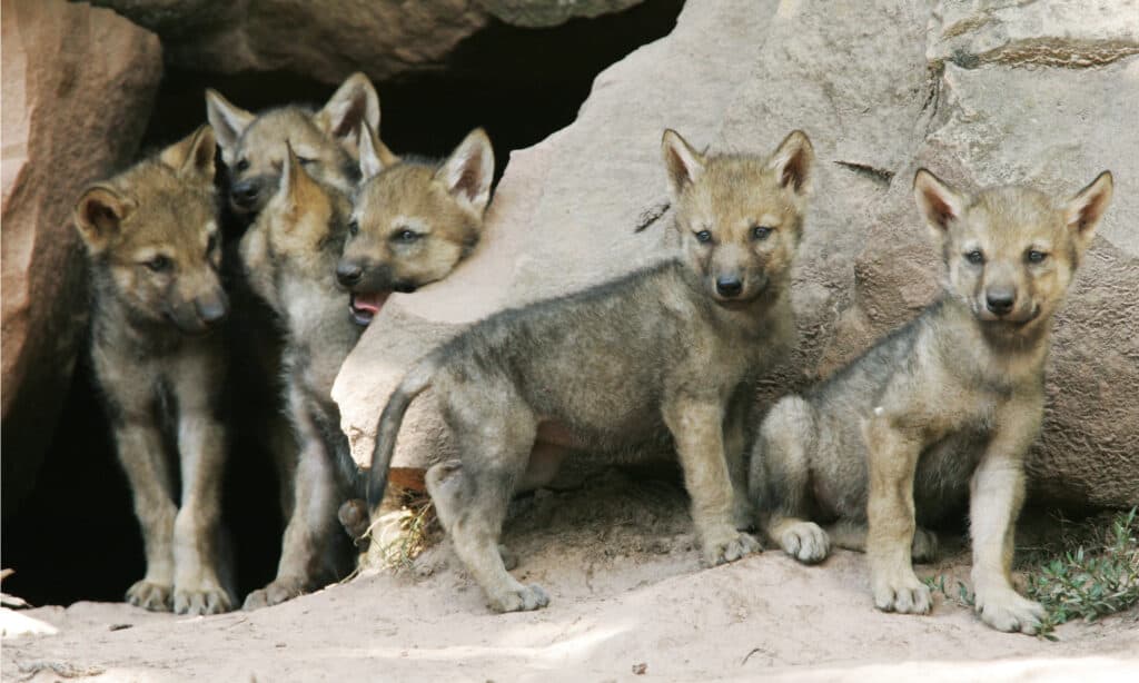 Wolf cubs in front of den.