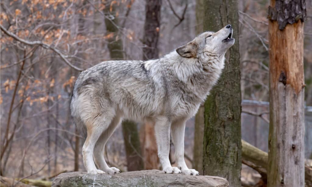 Howling timber wolf in the woods.