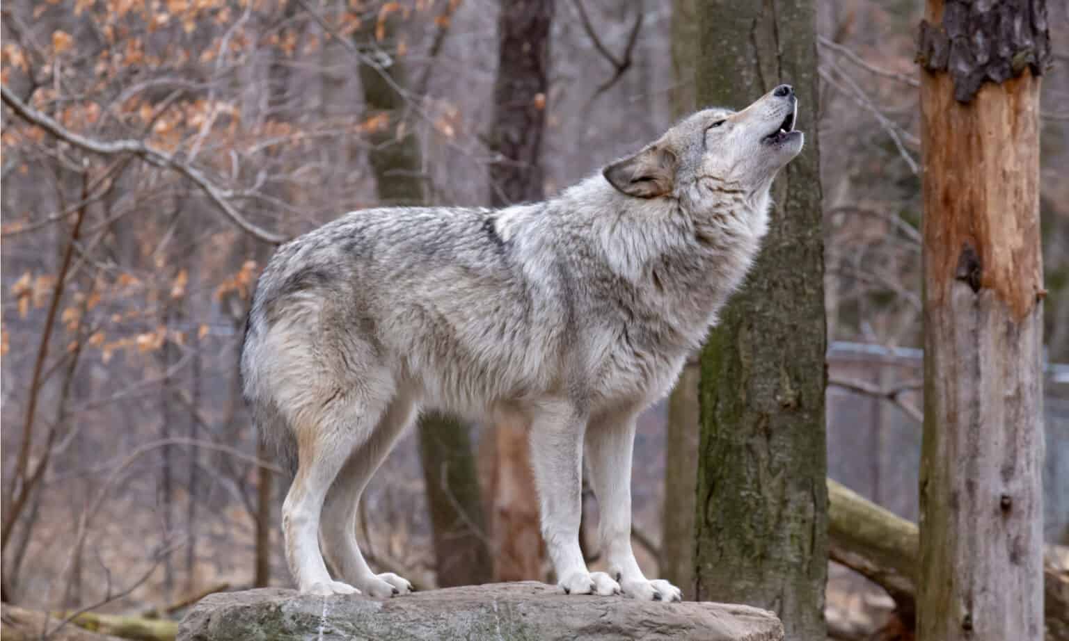 Wolf Quiz - What is Special About These Family Animals? - A-Z Animals