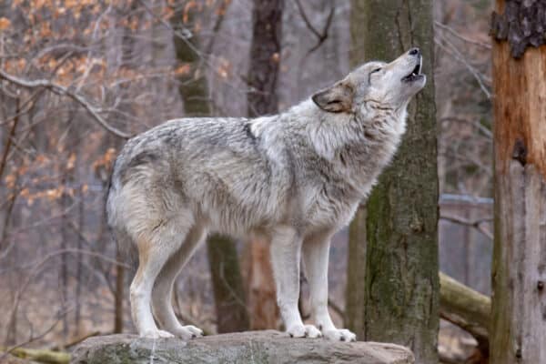 Howling timber wolf in the woods.