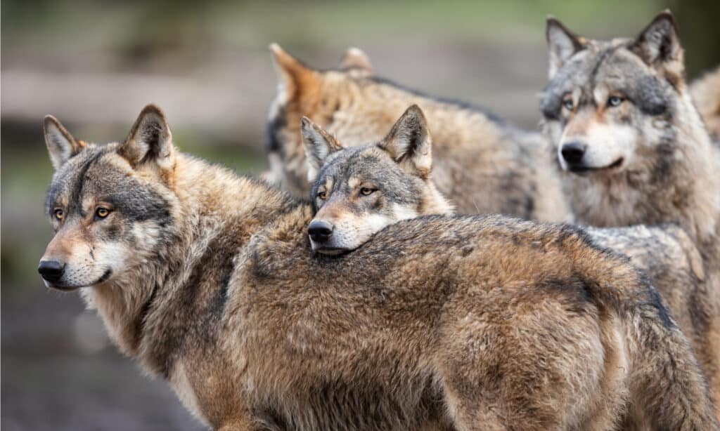 A family of grey wolves in the forest.